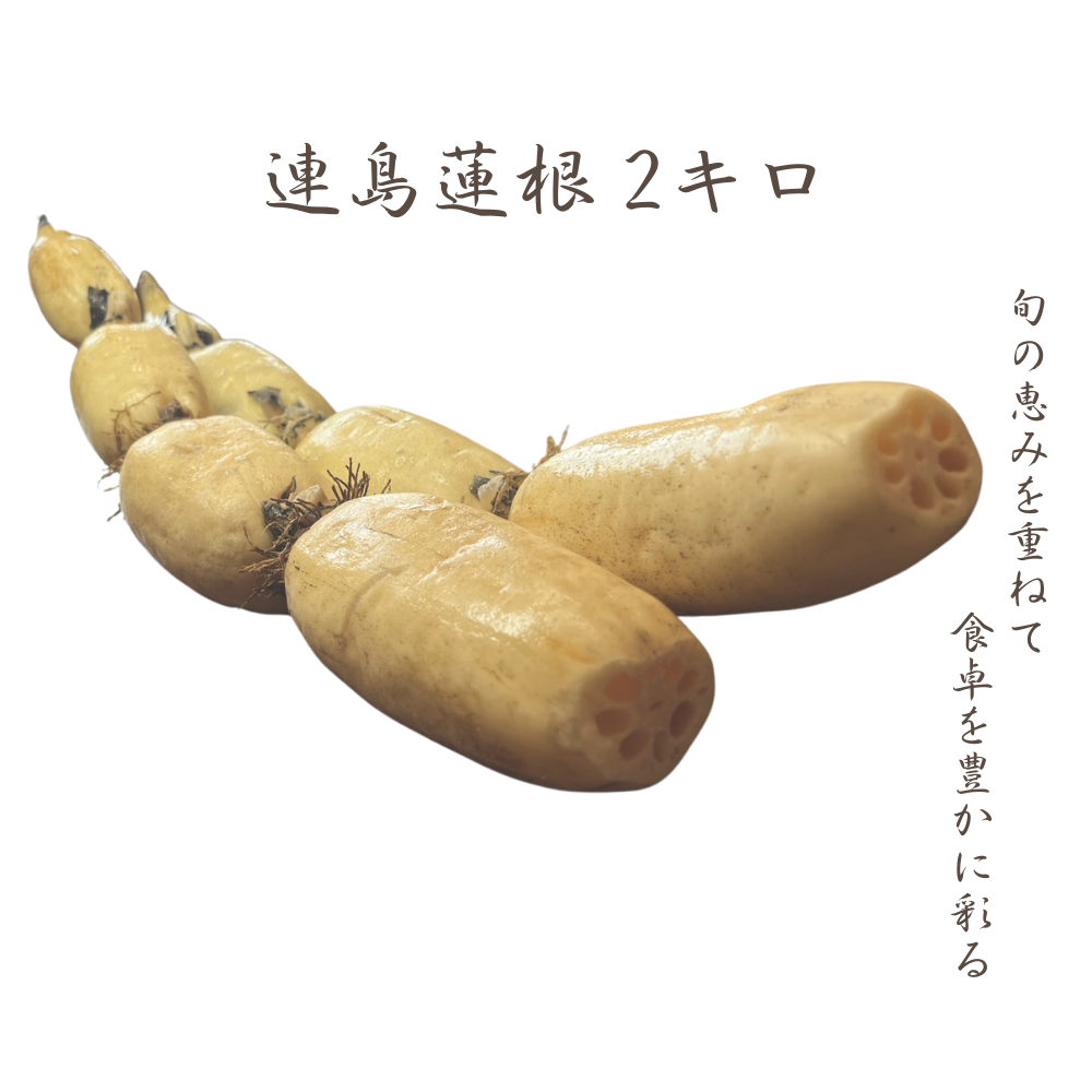連島レンコン 2kg