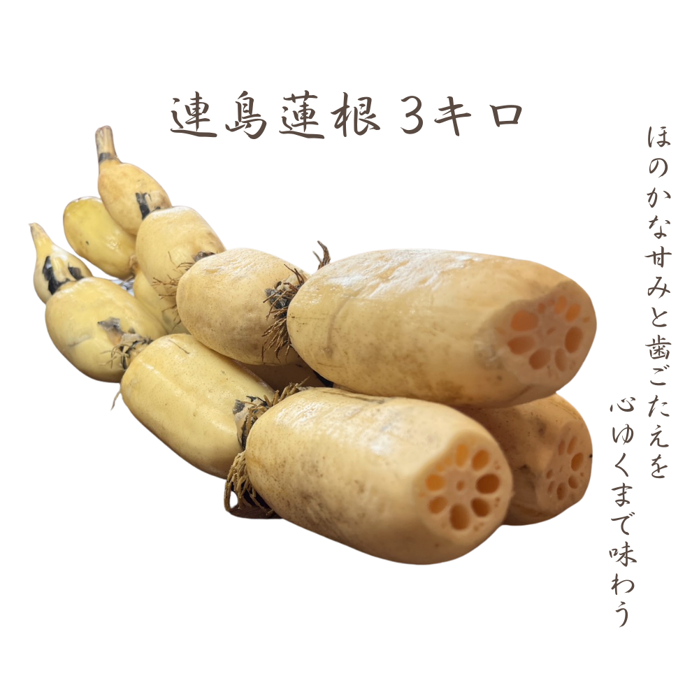 連島レンコン 3kg