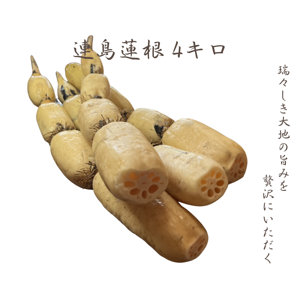 連島レンコン 4kg