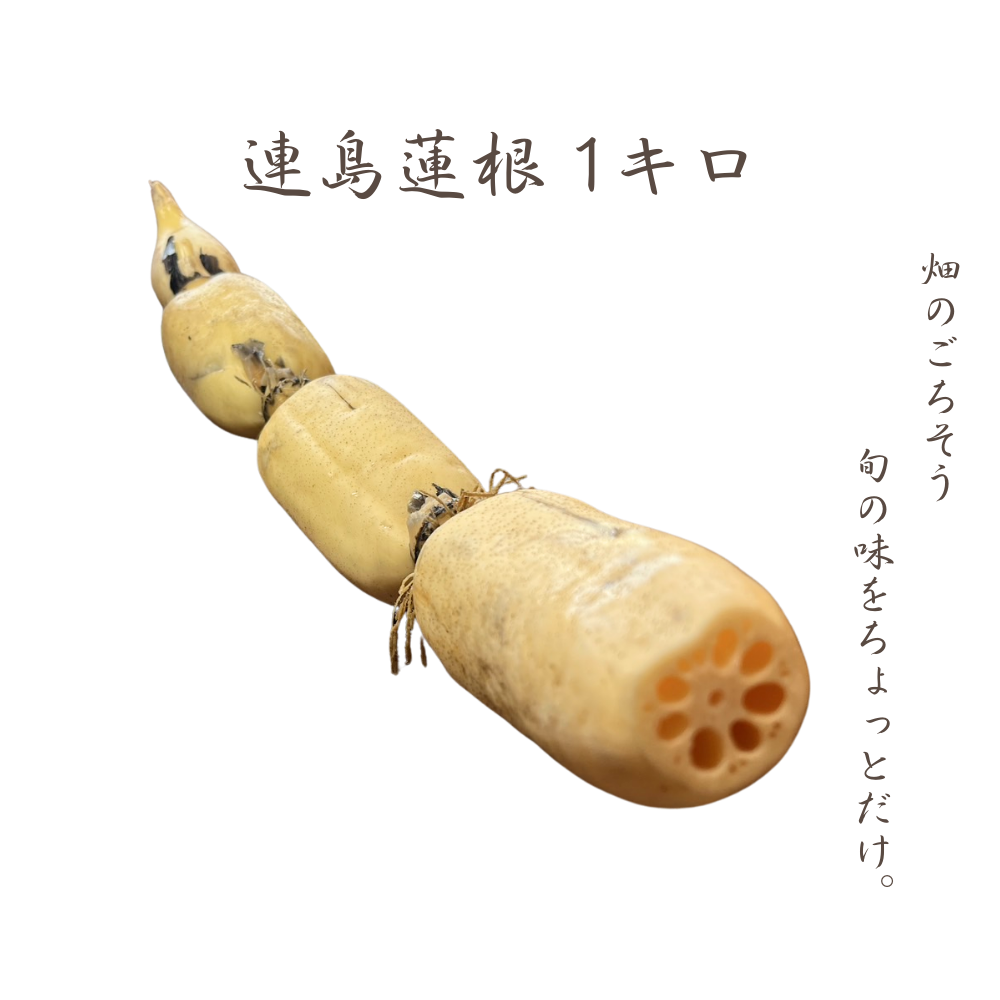 連島レンコン 1kg